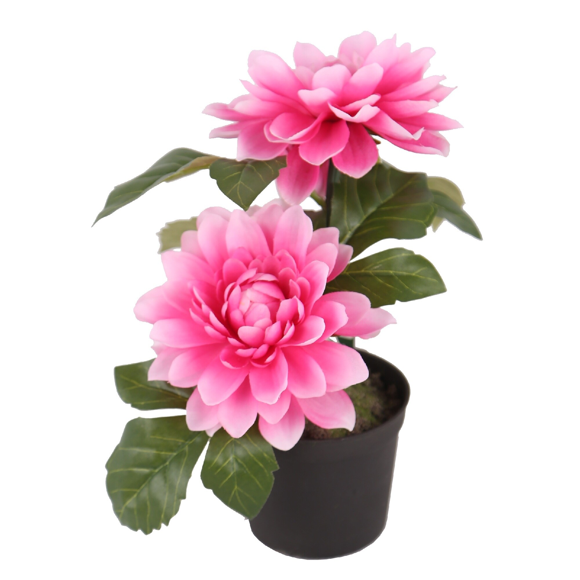 Potted Flowers stigecvirraのブログ 楽天ブログ